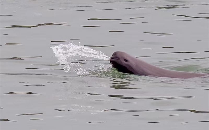 湖北武漢：熱戀長江江豚 打造“微笑江城”